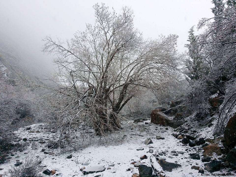 Chenkhil Campsite (2015)
