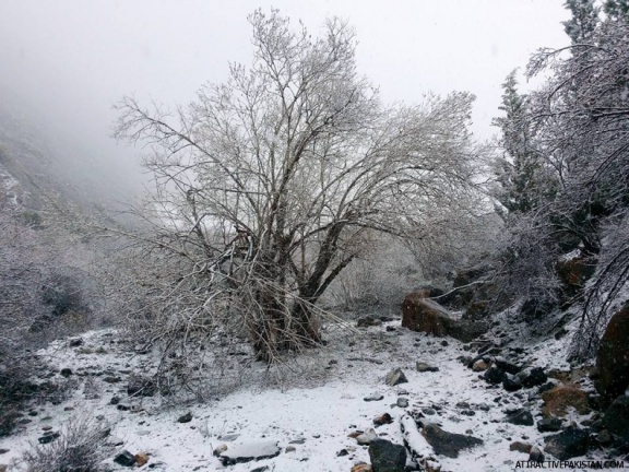 Chenkhil Campsite (2015)
