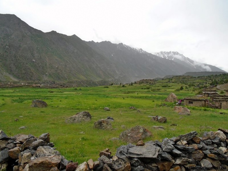 Rupal Valley Asotre (July 2015)
