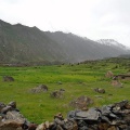 Rupal Valley Asotre (July 2015)
