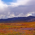 Deosai (September 2015)
