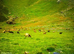 Fairy Meadows (June 2011)
