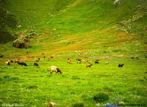 Fairy Meadows (June 2011)
