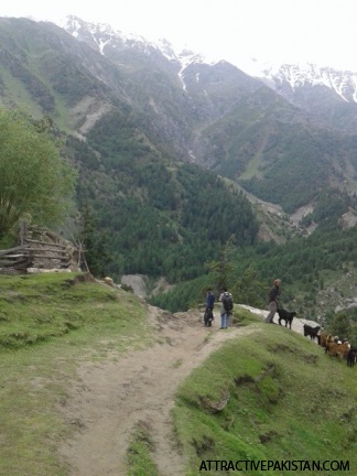 Fairy Meadows (2015)
