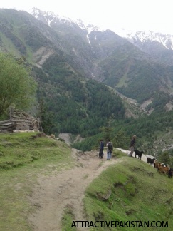 Fairy Meadows (2015)
