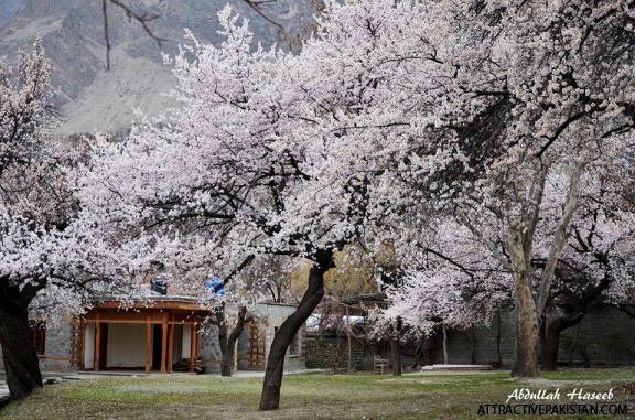 Royal Garden Altit (March 2016)
