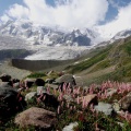 DumaniRakaposhi (August2015)
