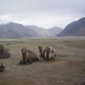 NubraValleyLadakh (2004)
