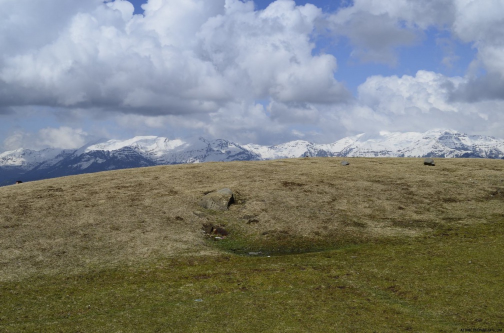 Tolipir (March 2016)
