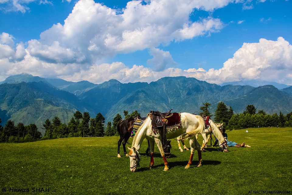 Shogran August 2014)

