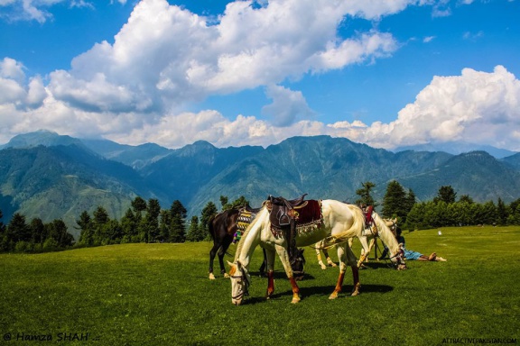 Shogran August 2014)
