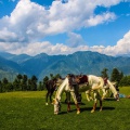 Shogran August 2014)
